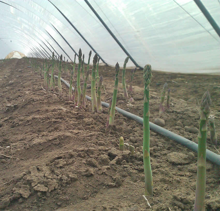 Aspargus grown under tunnel