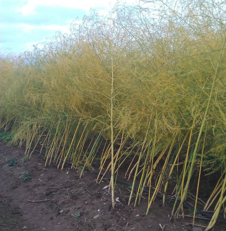 asparagus fern in autumn