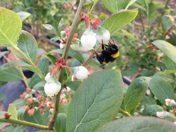 Honey Bee on blueberry flowers