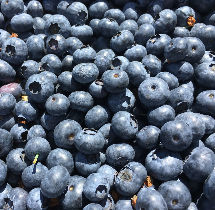 Blueberries loose