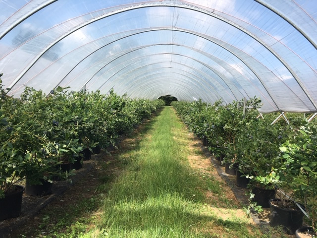 Blueberry bushes in a tunnel