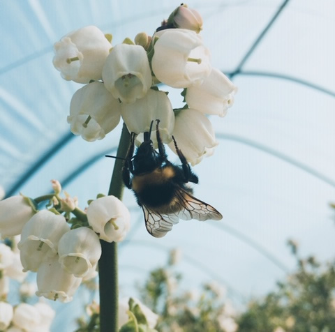 Bee on a blueberry flower