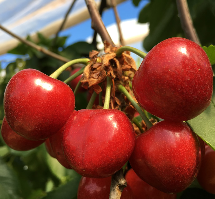 Cherry fruits