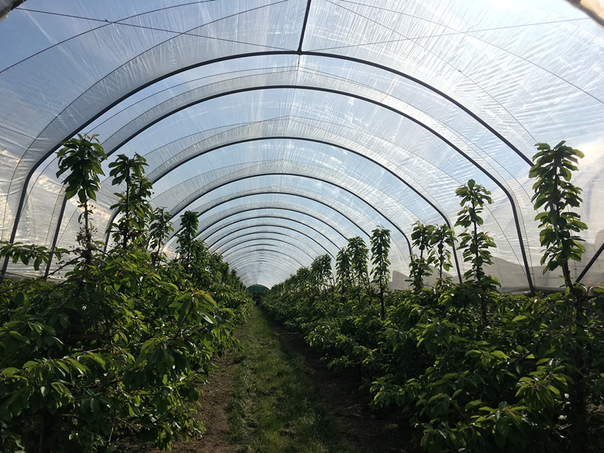 Cherry trees under tunnel