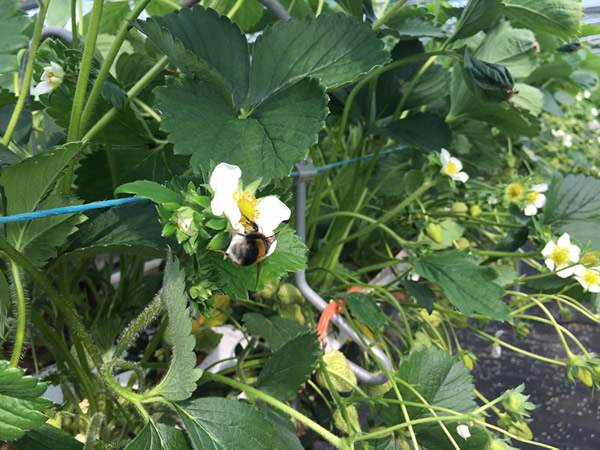 Strawberry flowers with a bee