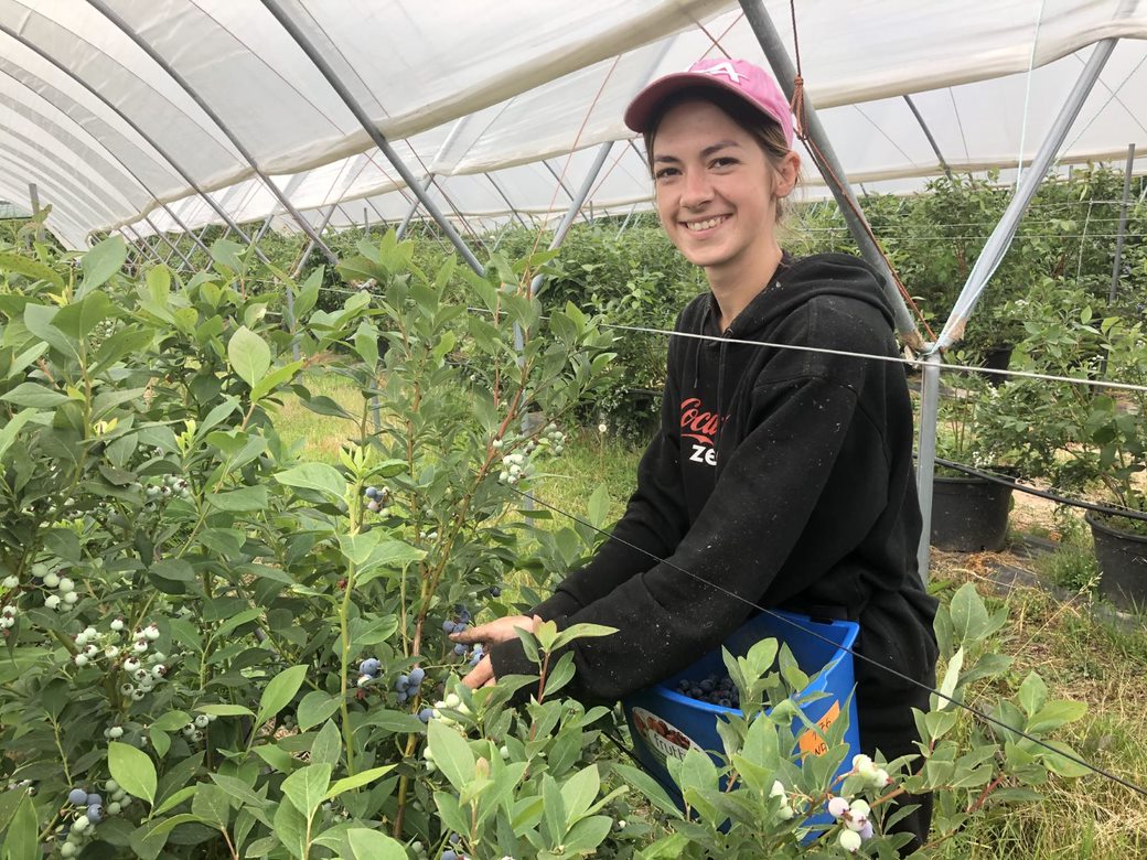 Blueberry picking