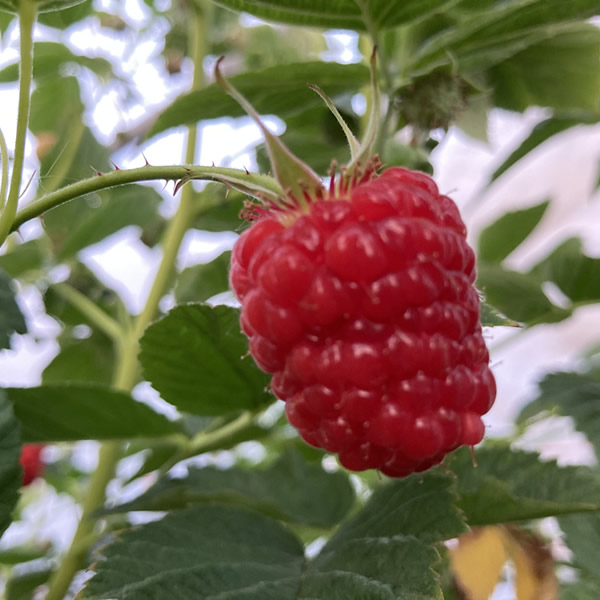 raspberry